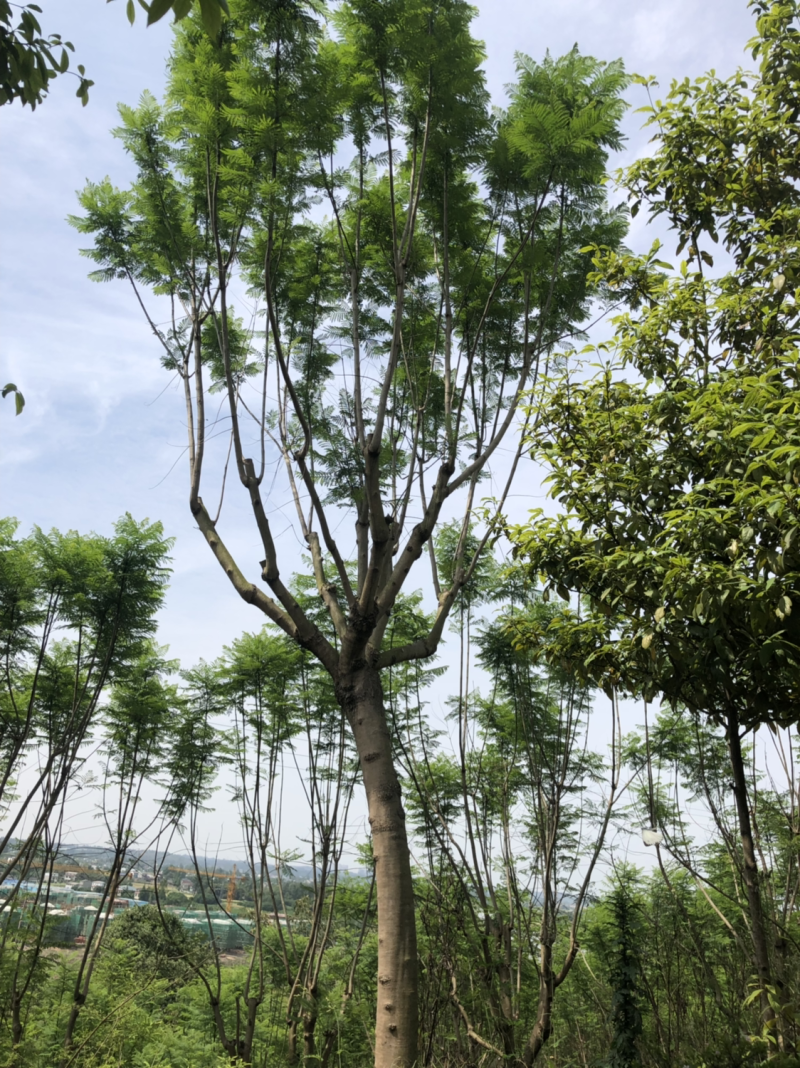 15公分以上全精品蓝花楹