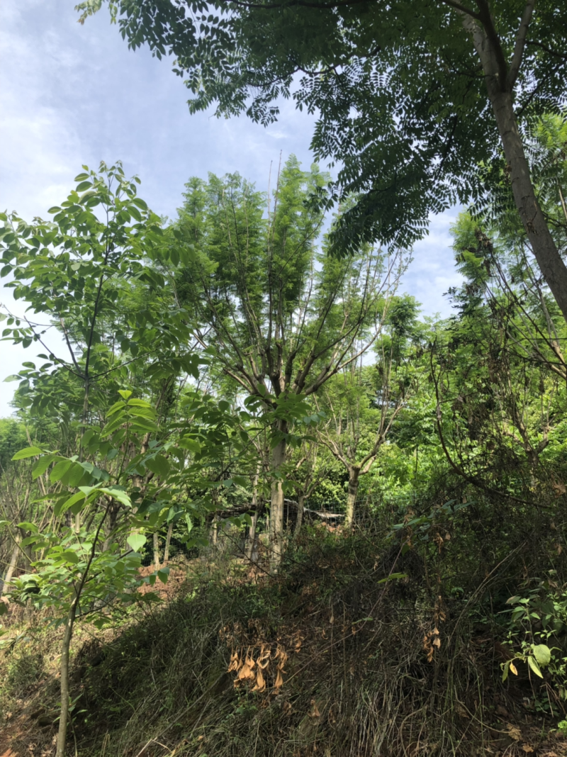 15公分以上全精品蓝花楹