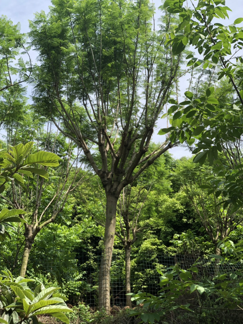15公分以上全精品蓝花楹