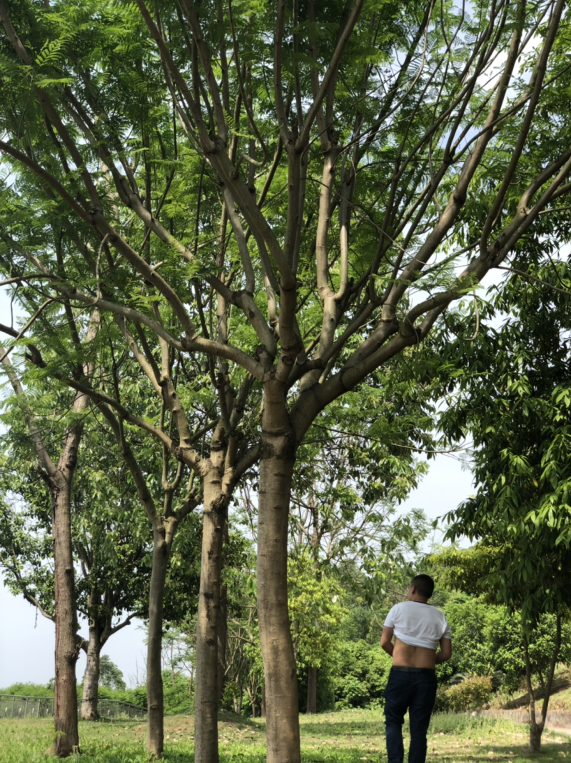 15公分以上全精品蓝花楹