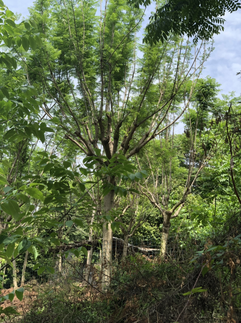 15公分以上全精品蓝花楹