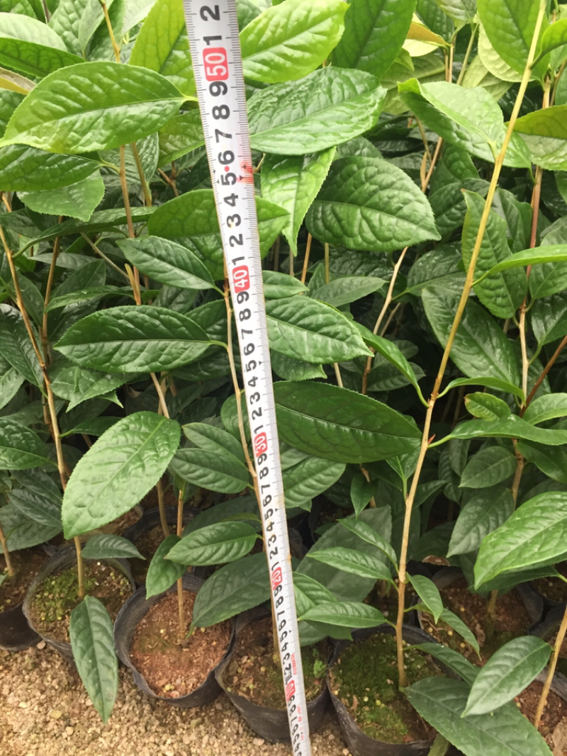 防城金花茶树苗盆栽金黄色花室内外四季花卉基地直销