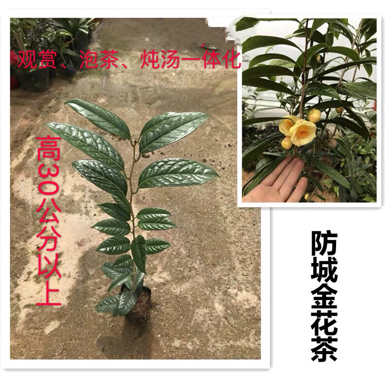 防城金花茶树苗盆栽金黄色花室内外四季花卉基地直销