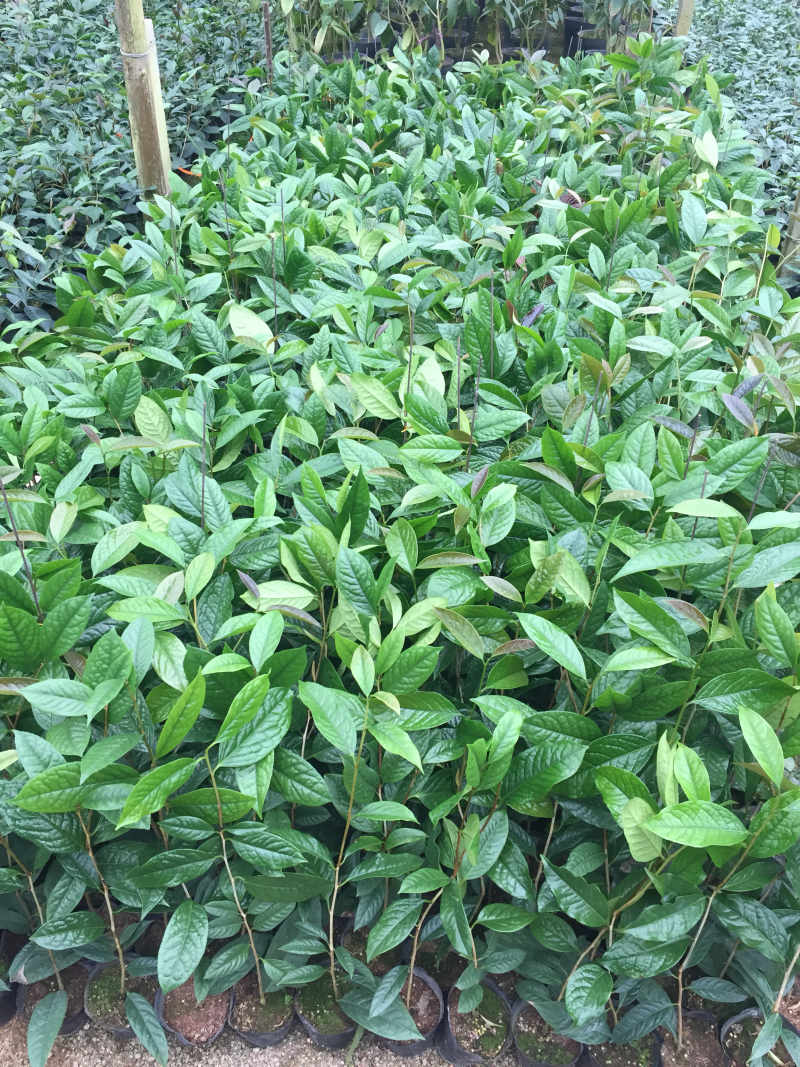 防城金花茶树苗盆栽金黄色花室内外四季花卉基地直销
