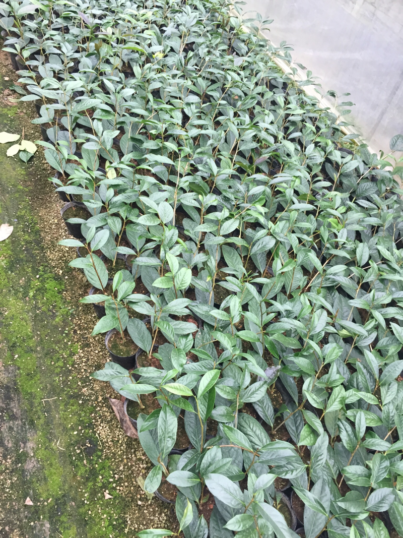 防城金花茶树苗盆栽金黄色花室内外四季花卉基地直销
