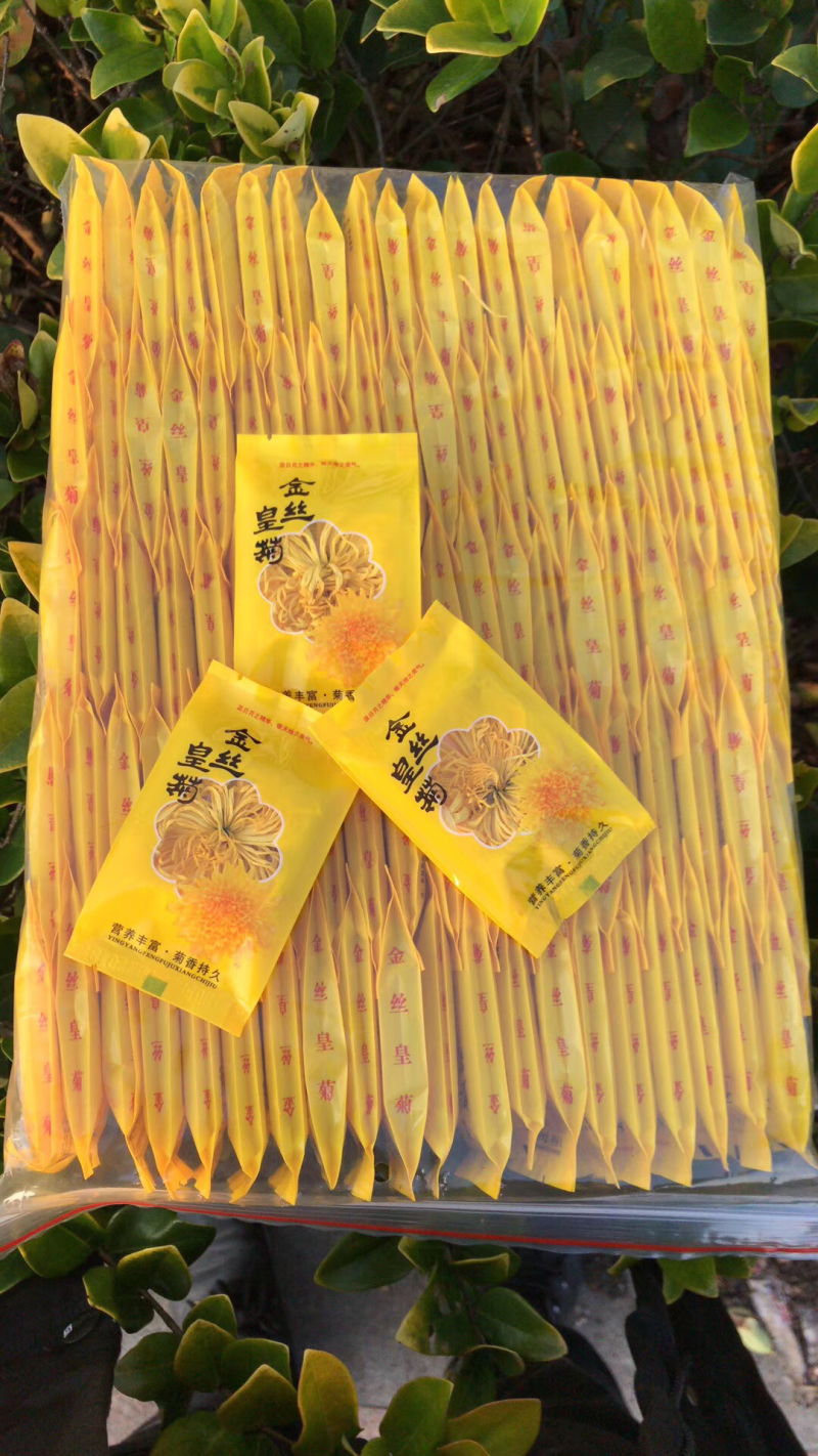 黄山金丝皇菊大朵一朵一杯