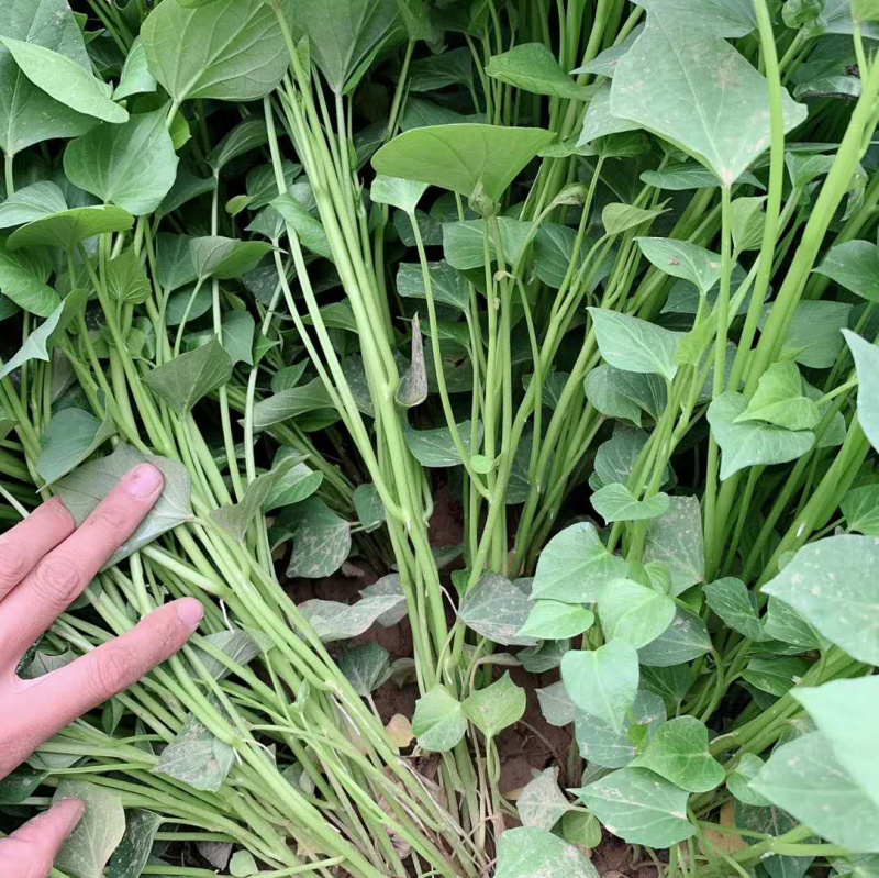 大田苗高产脱毒剪苗原种苗红薯苗，蜜薯苗，地瓜秧子