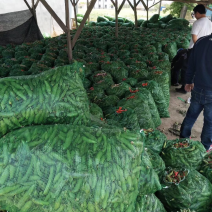 南通蚕豆5月份大量上市了，欢迎各位老板进行订购