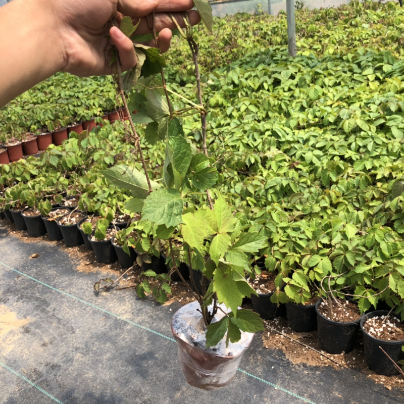爬山虎苗盆栽苗杯苗营养体苗五叶地锦