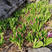 白芨种芽紫色三叉品种，露天白及种芽