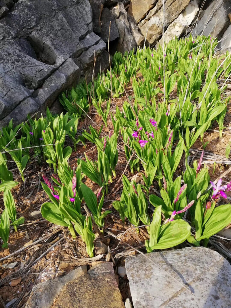 白芨种芽紫色三叉品种，露天白及种芽