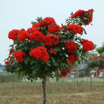 嫁接树状月季树形盆景大花树桩植物庭院栽植浓香四季花卉老桩