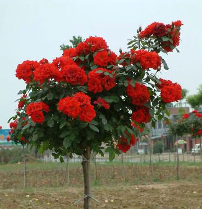 嫁接树状月季树形盆景大花树桩植物庭院栽植浓香四季花卉老桩