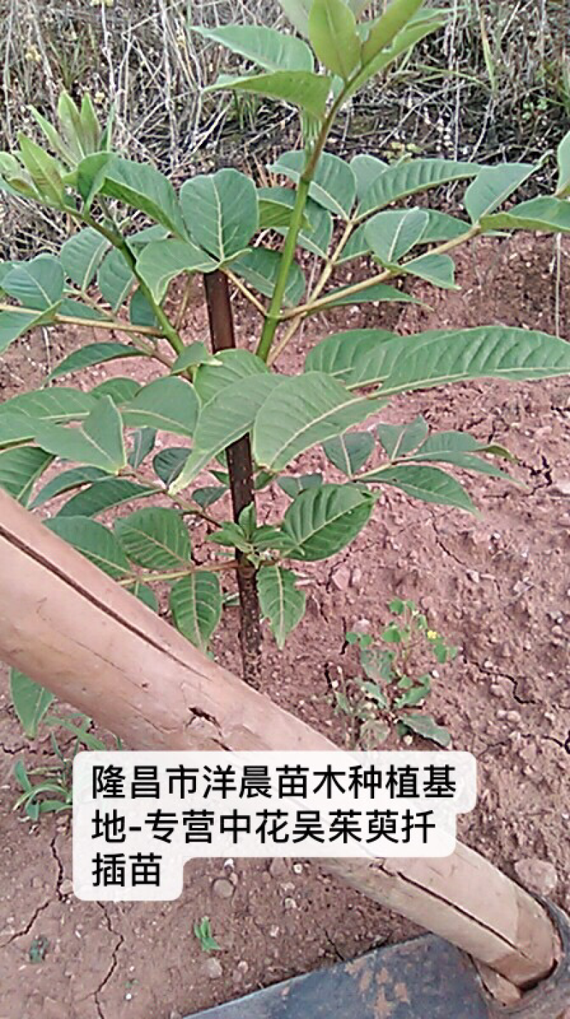 正宗中花吴茱萸扦插苗