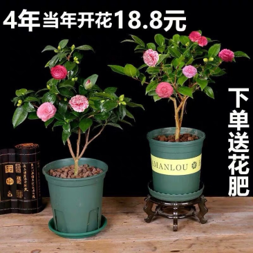 山茶花树苗盆栽带花苞花卉观花植物室内好养四季开花不断五色