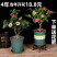 山茶花树苗盆栽带花苞花卉观花植物室内好养四季开花不断五色