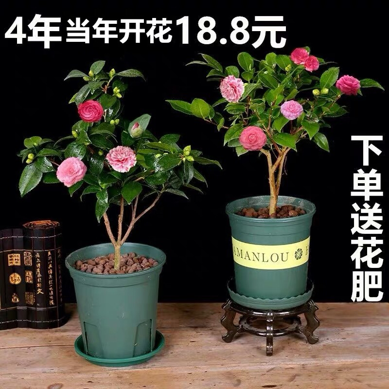 山茶花树苗盆栽带花苞花卉观花植物室内好养四季开花不断五色