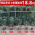 山茶花树苗盆栽带花苞花卉观花植物室内好养四季开花不断五色