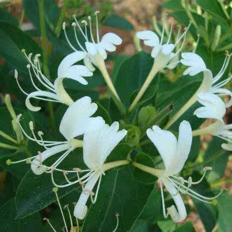 金银花苗攀援花卉爬藤本植物金银花树苗四季不掉叶常青金银花
