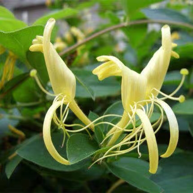 金银花苗攀援花卉爬藤本植物金银花树苗四季不掉叶常青金银花
