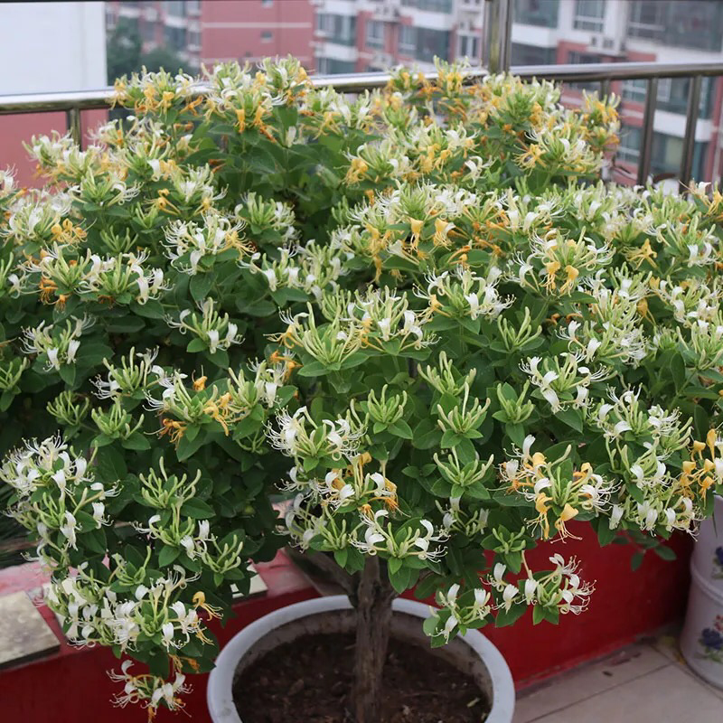 金银花苗攀援花卉爬藤本植物金银花树苗四季不掉叶常青金银花