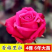 15元4棵玫瑰花苗盆栽室内外庭院花卉植物四季开花不断大