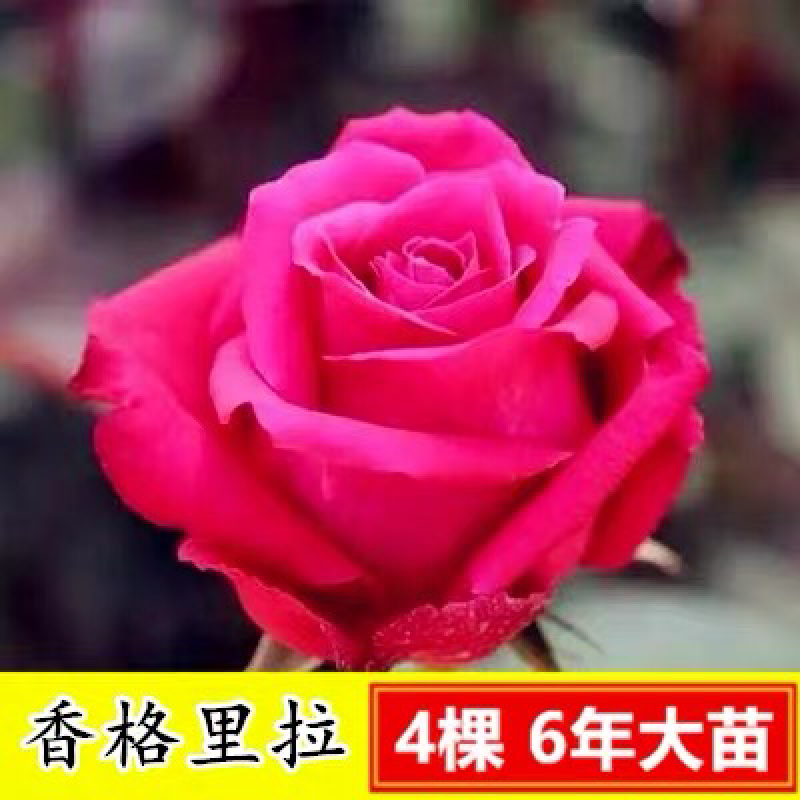 15元4棵玫瑰花苗盆栽室内外庭院花卉植物四季开花不断大