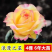15元4棵玫瑰花苗盆栽室内外庭院花卉植物四季开花不断大