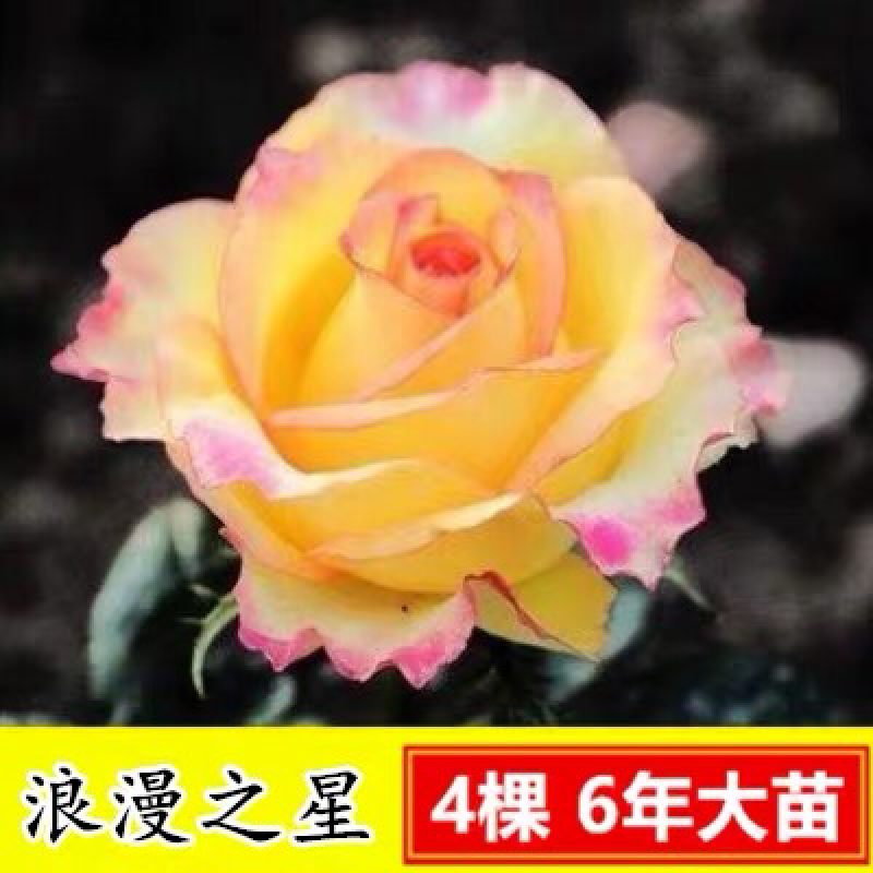 15元4棵玫瑰花苗盆栽室内外庭院花卉植物四季开花不断大