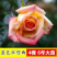 15元4棵玫瑰花苗盆栽室内外庭院花卉植物四季开花不断大