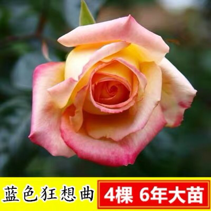 15元4棵玫瑰花苗盆栽室内外庭院花卉植物四季开花不断大