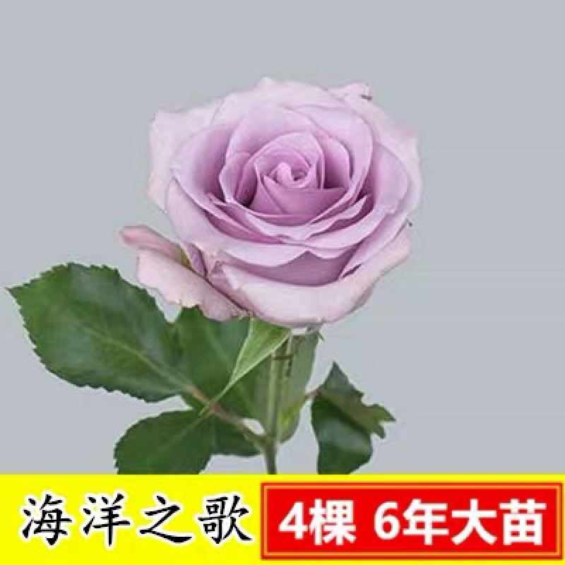 15元4棵玫瑰花苗盆栽室内外庭院花卉植物四季开花不断大