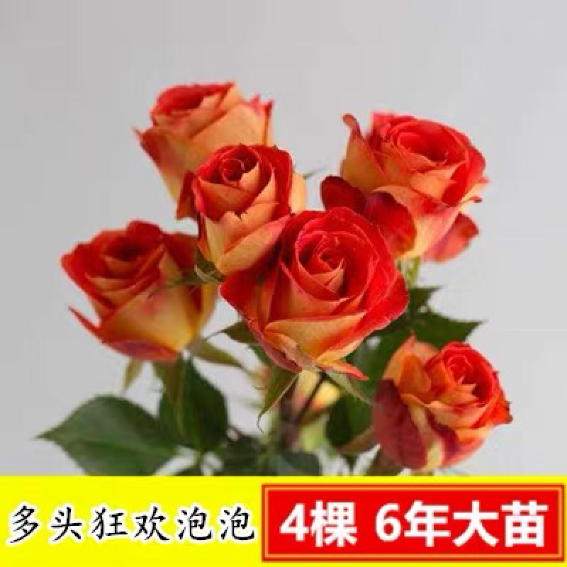 15元4棵玫瑰花苗盆栽室内外庭院花卉植物四季开花不断大