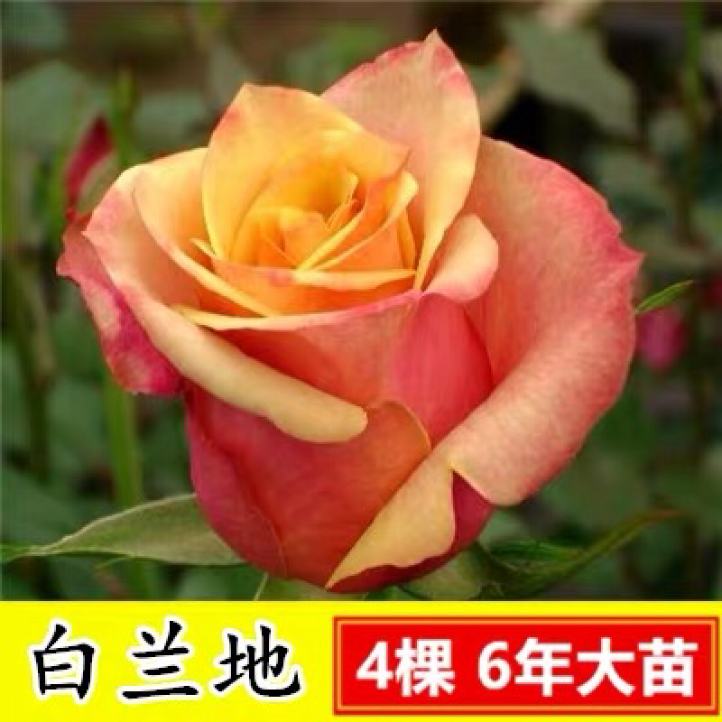 15元4棵玫瑰花苗盆栽室内外庭院花卉植物四季开花不断大