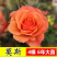 15元4棵玫瑰花苗盆栽室内外庭院花卉植物四季开花不断大