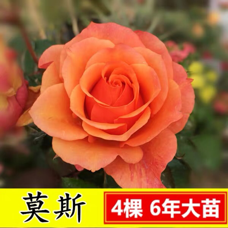 15元4棵玫瑰花苗盆栽室内外庭院花卉植物四季开花不断大