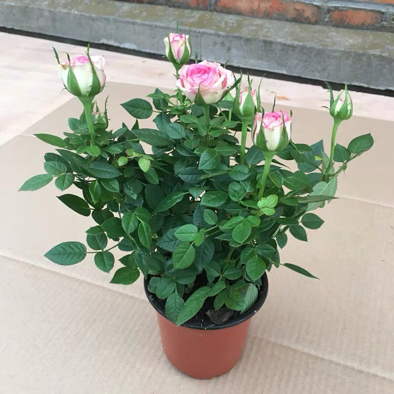 15元4棵玫瑰花苗盆栽室内外庭院花卉植物四季开花不断大
