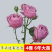 15元4棵玫瑰花苗盆栽室内外庭院花卉植物四季开花不断大