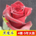 15元4棵玫瑰花苗盆栽室内外庭院花卉植物四季开花不断大