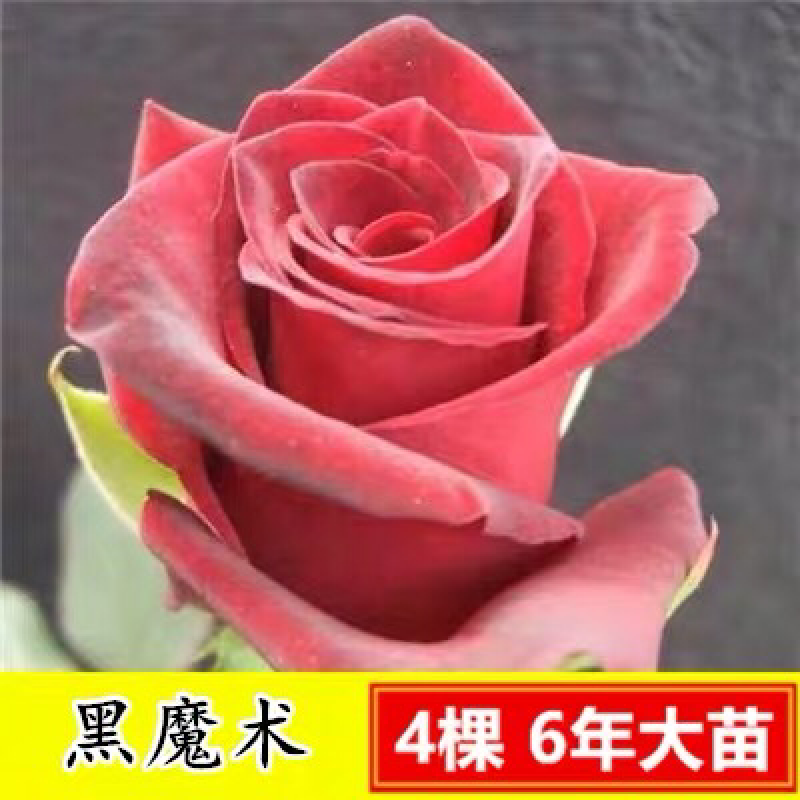 15元4棵玫瑰花苗盆栽室内外庭院花卉植物四季开花不断大