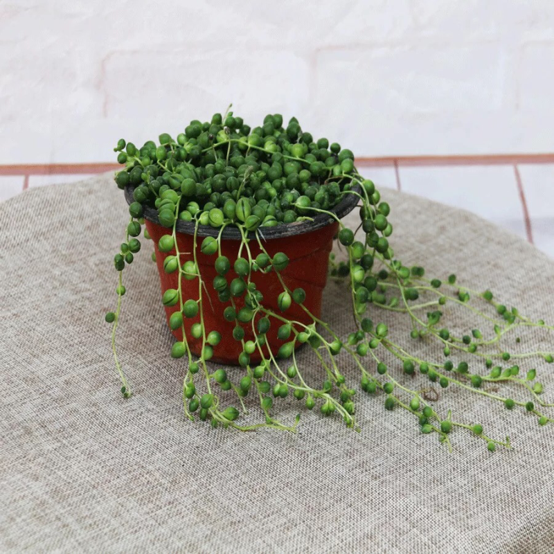 多肉植物珍珠吊兰盆栽室内花卉佛珠吊兰情人泪吊兰吸甲醛净化