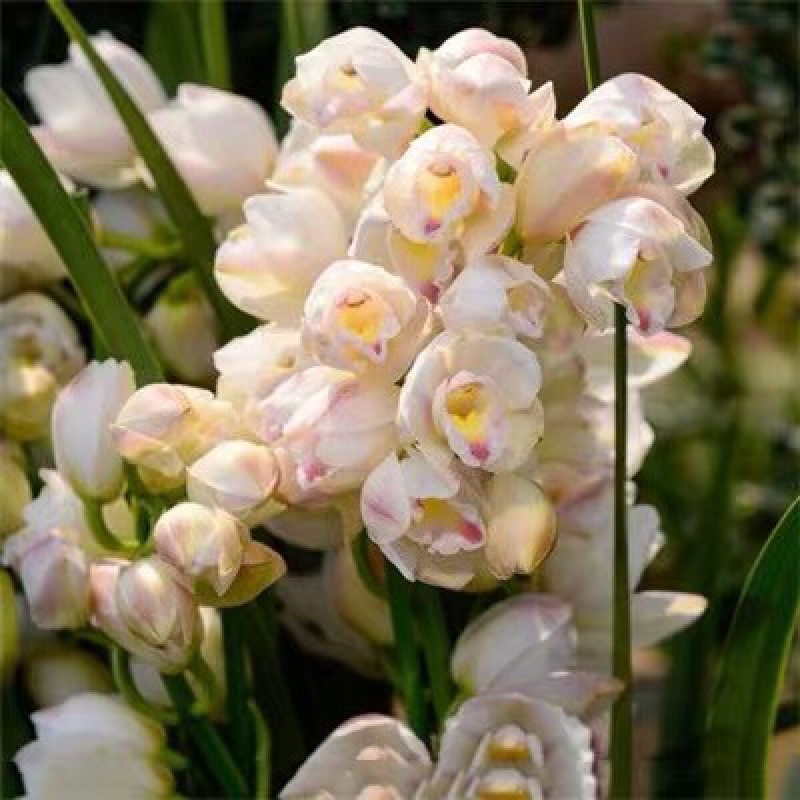 兰花苗盆栽建兰浓香四季君子兰花墨兰蕙兰室内花卉植物