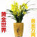 兰花苗盆栽建兰浓香四季君子兰花墨兰蕙兰室内花卉植物