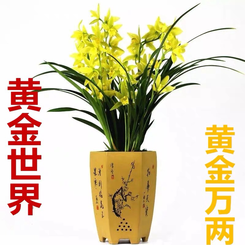 兰花苗盆栽建兰浓香四季君子兰花墨兰蕙兰室内花卉植物