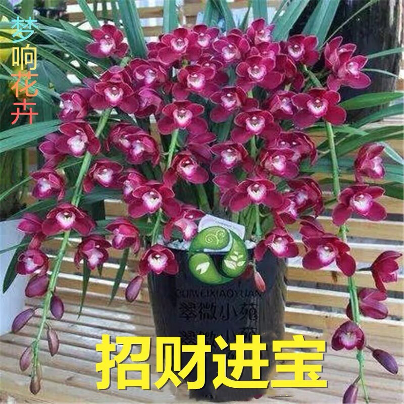 兰花苗盆栽建兰浓香四季君子兰花墨兰蕙兰室内花卉植物