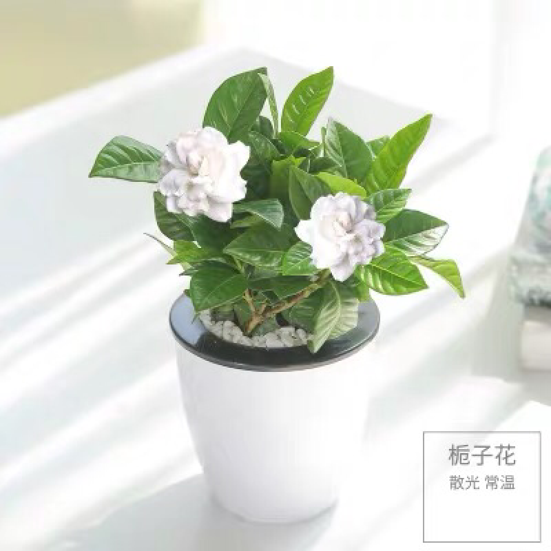 雀舌栀子花盆栽树苗小叶牡丹栀子花绿植四季开花室内花卉绿植