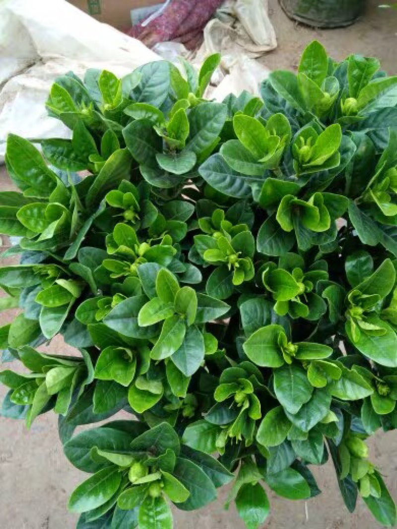 雀舌栀子花盆栽树苗小叶牡丹栀子花绿植四季开花室内花卉绿植