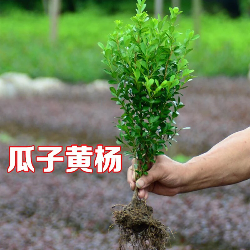 黄杨苗树苗黄杨球小叶黄杨瓜子黄杨小苗四季常青大叶黄杨庭院