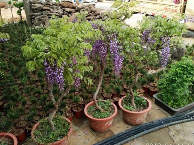 四季开花不断爬藤好养庭院攀援植物盆栽紫藤树苗紫藤花苗紫腾
