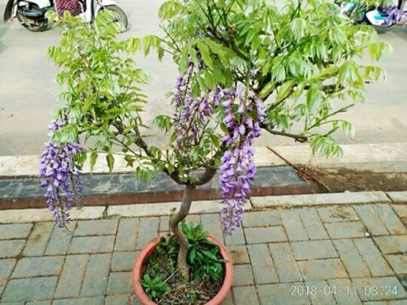四季开花不断爬藤好养庭院攀援植物盆栽紫藤树苗紫藤花苗紫腾